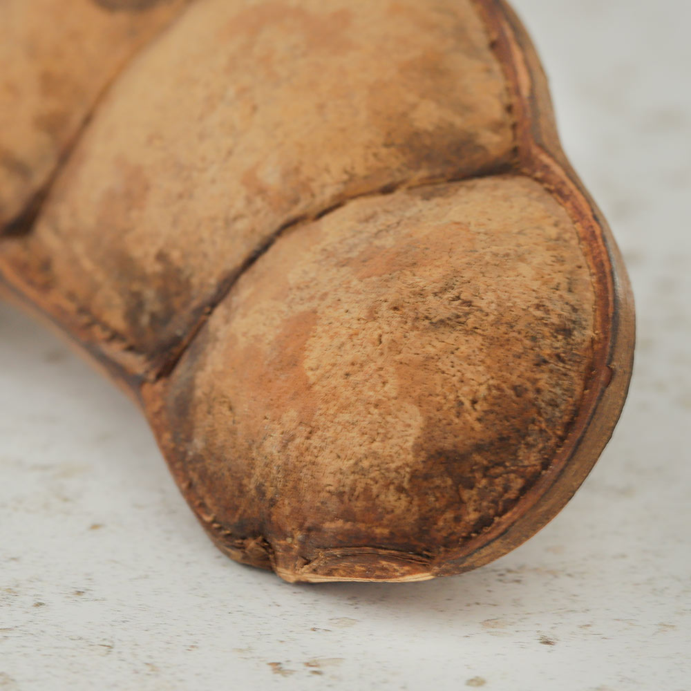 Natural Entada seed pod close up