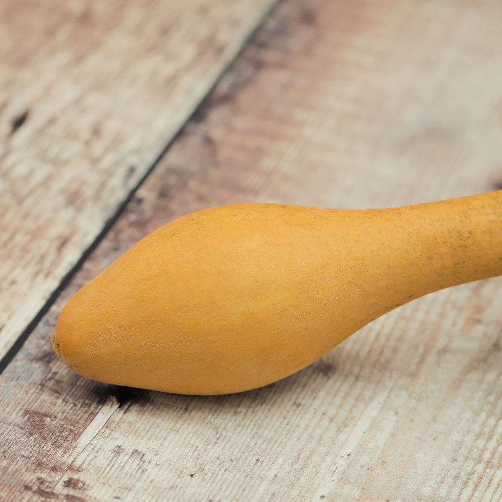 Close-up of the Gourd Cabassa Shaker showing the wooden handle and part of the gourd body.