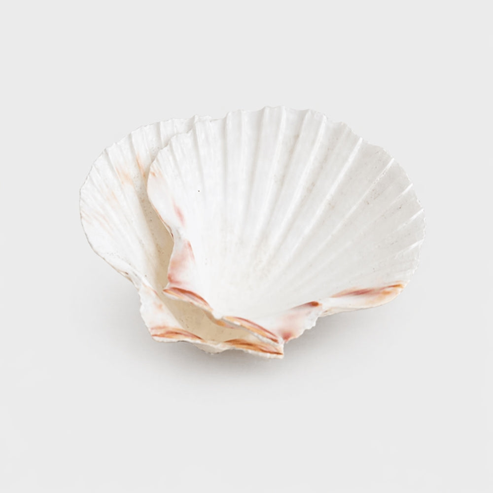 White shell with pink interior on a light gray background