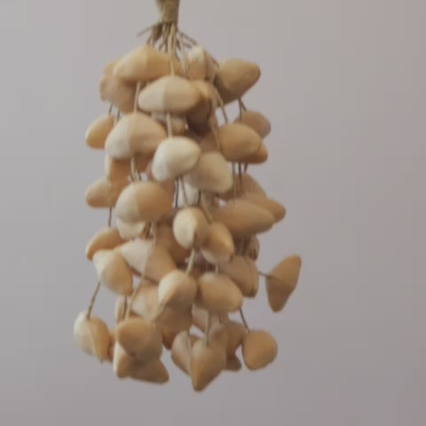 Lima nut seed rattle cluster