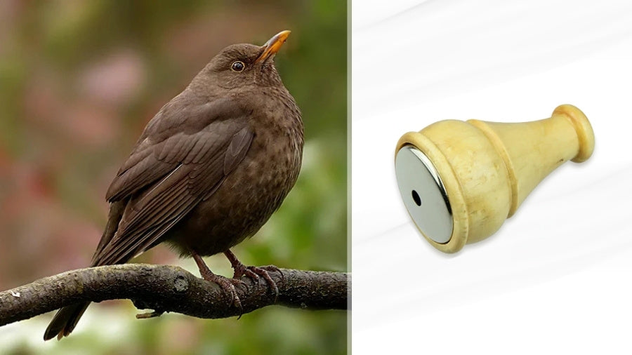 Blackbird on branch and bird caller whistle