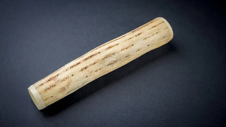 Chilean Cactus Rainstick on Black Background