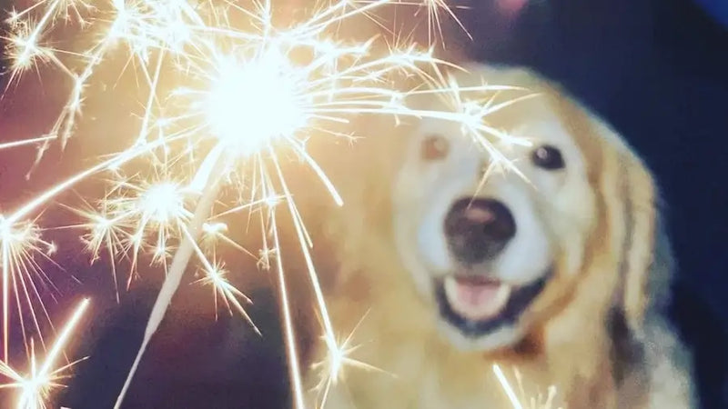 Fireworks vs dogs (the debate)
