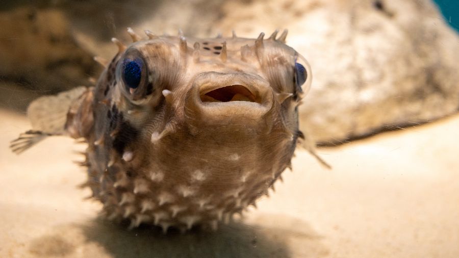 Small Deadly fugu puffer fish swimming in the ocean 