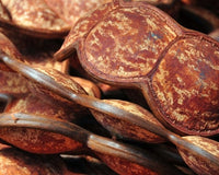 Pile of entada pods