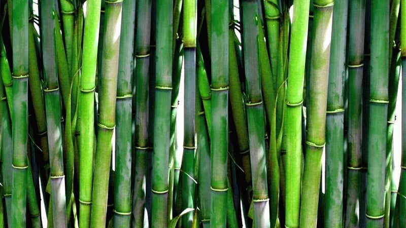 green bamboo canes