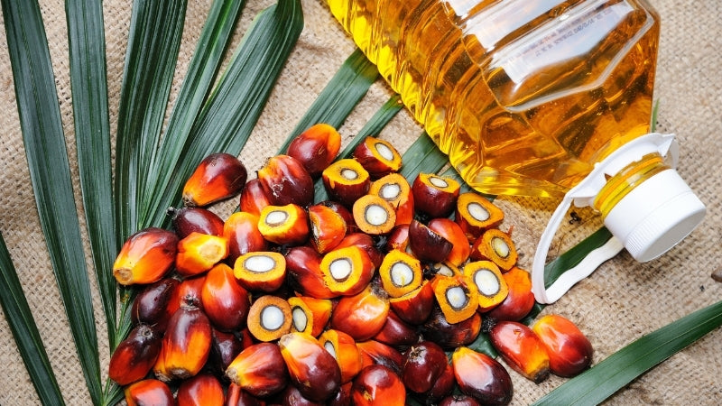 palm oil photo