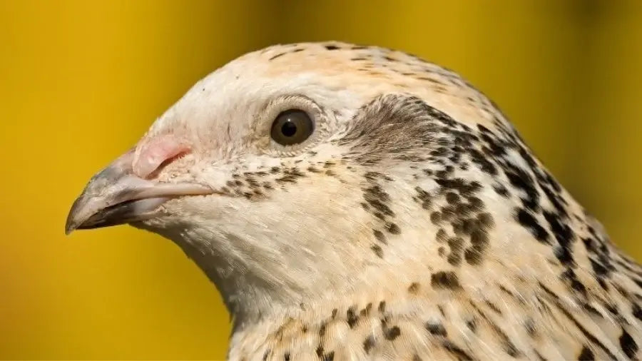 Raising Coturnix Quail