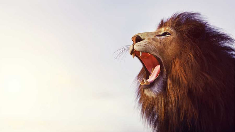 The Lion King - Can You Feel The Love Tonight (Kalimba Tab)