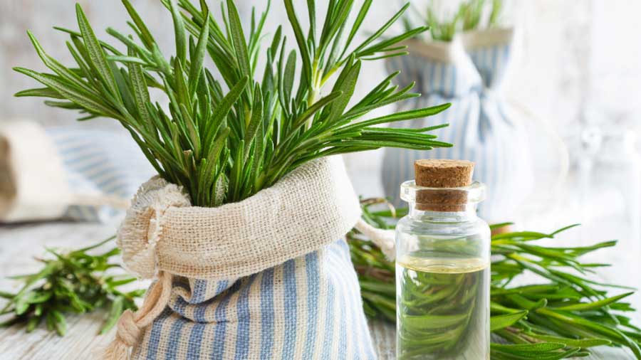 What is rosemary water? (Uses, Benefits and Dangers)