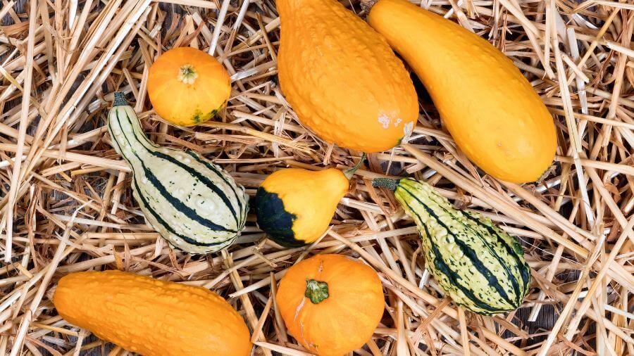 Natural grown gourd varieties on straw