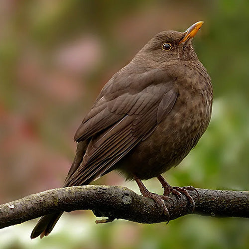 Blackbird perched on a branch of tree