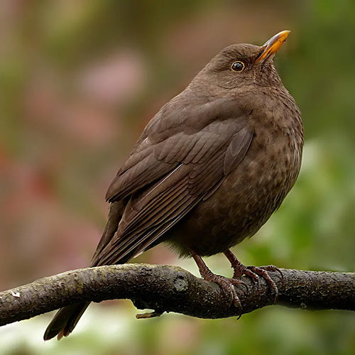 Blackbird Bird Caller