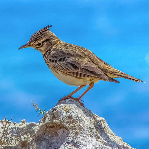 Eurasian sky lark bird on hill