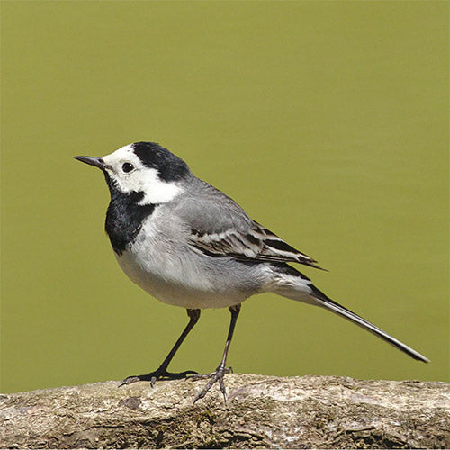 Wagtail Bird perched on a branch of tree