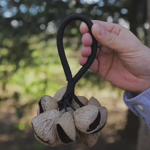 Pangi Nut Cluster Shaker Sound Demonstration