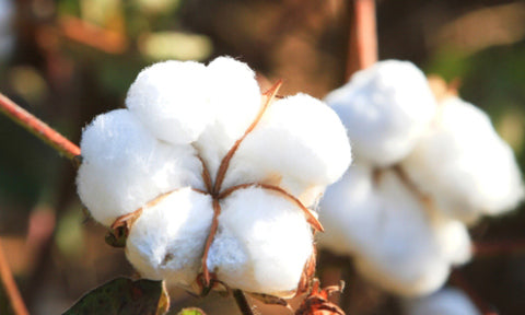 Soft fluffy natural organic cotton growing