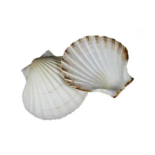 Percussive seashells concha instrument